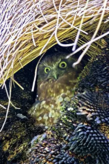 Novaeseelandiae: Boobook Owl