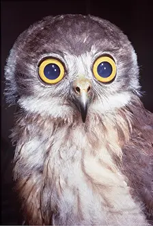 Staring: BOOBOOK OWL - close-up of head and shoulders