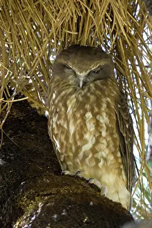 Novaeseelandiae: Boobook owl day roosting