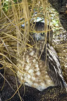 Novaeseelandiae: Boobook owl day roosting