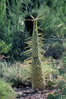 Boojum: BOOJUM TREE - Cirio or Idria