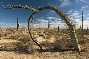 Boojum: Boojum trees / Cirio