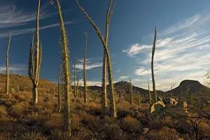 Fouquieria: Boojum trees in the desert, Baja California