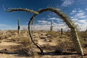 Fouquieria: Boojum trees in the desert, Baja California