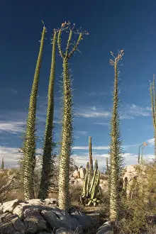 Fouquieria: Boojum trees in the desert, Baja California