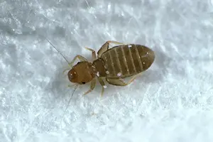 Book: Booklouse