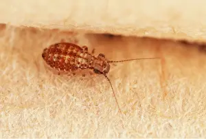 Crawling: BOOKLOUSE - Crawling over a book