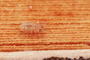 Crawling: BOOKLOUSE - Crawling over a book