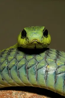 Boomslang: Boomslang