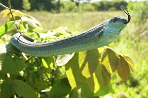 Boomslang: Boomslang - adult in defensive display