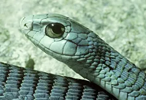 Boomslang: Boomslang (Dispholidus typus)
