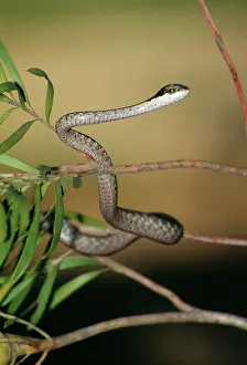 Boomslang: Boomslang Snake
