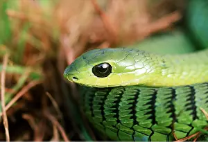Boomslang: BOOMSLANG SNAKE - (Green form)