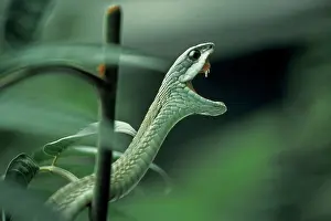 Boomslang: Boomslang Snake - Showing fangs