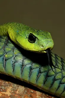 Boomslang: Boomslang - with tongue extended
