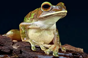 Rhacophoridae: Boophis albilabris Boophis