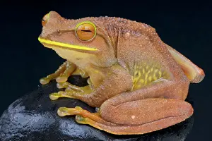 Rhacophoridae: Boophis albilabris Boophis