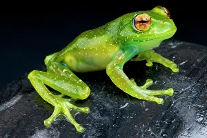 Rhacophoridae: Boophis albipunctatus Boophis