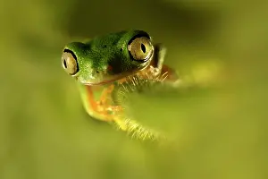 Unidentified: Boophis albipunctatus resting on an unidentified leaf