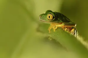 Unidentified: Boophis albipunctatus sitting on an unidentified leaf
