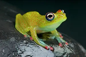 Rhacophoridae: Boophis erythrodactylus Boophis