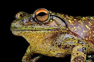 Rhacophoridae: Boophis goudotii Boophis