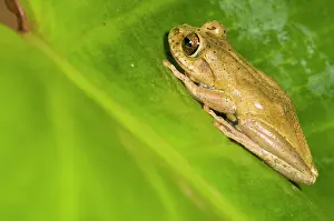 Boophis: Boophis idae tree frog sitting on a leaf
