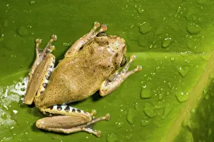 Boophis: Boophis idae tree frog sitting on a rain drop covered leaf s
