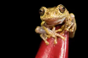 Boophis: Boophis idae tree frog sitting on a red flower bud