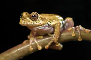 Boophis: Boophis idae tree frog sitting on a twig