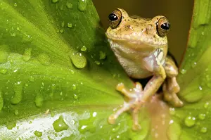 Unidentified: Boophis idae tree frog sitting on a unidentified leaf covere