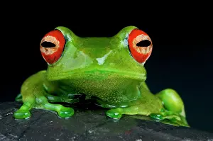 Rhacophoridae: Boophis luteus Boophis