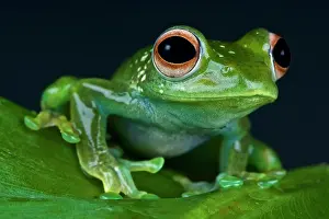 Rhacophoridae: Boophis luteus Boophis