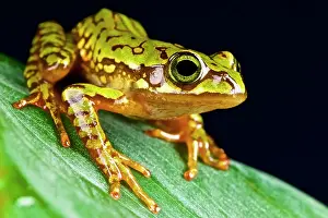 Rhacophoridae: Boophis microtympanum Boophis