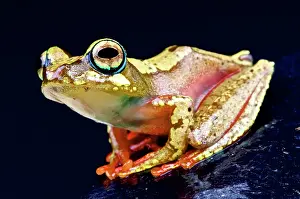 Rhacophoridae: Boophis picturatus Boophis