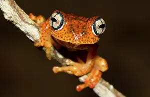 Batrachians: Boophis Pyrrhus Frog (Boophis pyrrhus) in the rainforest