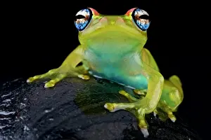 Rhacophoridae: Boophis rappiodes Boophis