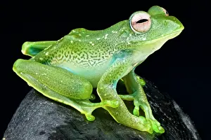 Rhacophoridae: Boophis sibilans Boophis