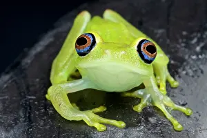 Rhacophoridae: Boophis viridis Boophis