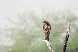 Pennatus: Booted Eagle