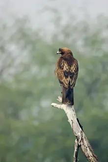 Pennatus: Booted Eagle