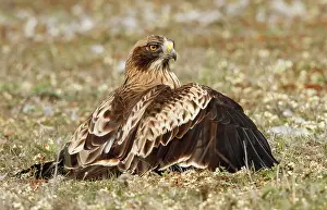 Pennatus: Booted Eagle