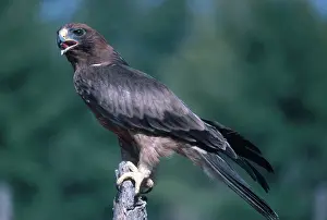 Pennatus: Booted Eagle