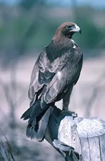 Pennatus: Booted Eagle
