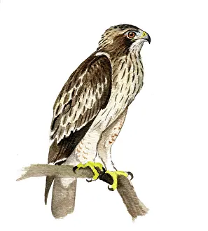 Pennatus: Booted Eagle