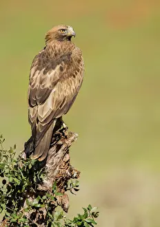 Pennatus: Booted Eagle - adult (dark phase)