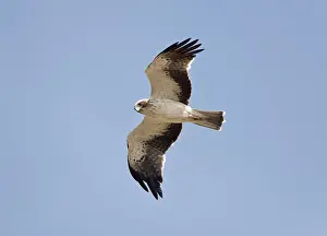 Pennatus: Booted Eagle - adult in flight on migration