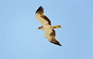 Pennatus: Booted Eagle - adult in flight on migration