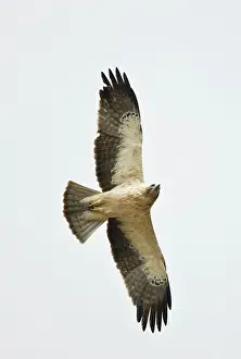 Pennatus: Booted Eagle - adult in flight on migration
