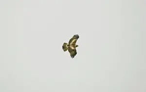 Pennatus: Booted Eagle - adult in flight on migration